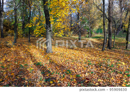 Forest autumn glade in the sun with long shadows and falling leaves. Forest autumn glade in the sun with long shadows and falling leaves. 95909830