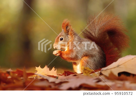 Adorable red squirrel in Sciurus vulgaris autumn park Adorable red squirrel in Sciurus vulgaris autumn park 95910572