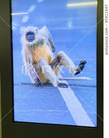 monkey writing buttocks monkey writing buttocks 95911847