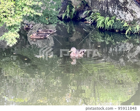 Swimming duck 95911848