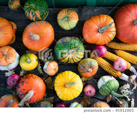 pumpkins in autumn Thanksgiving card 95912003