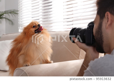 Professional animal photographer taking picture of beautiful Pomeranian spitz dog indoors, closeup Professional animal photographer taking picture of beautiful Pomeranian spitz dog indoors, closeup 95913632