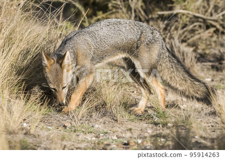 Pampas Grey fox, La Pampa, Patagonia, Argentina. Pampas Grey fox, La Pampa, Patagonia, Argentina. 95914263