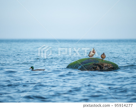 Duck pair stay on mossy boulder at stony coast of Baltic sea. 95914277