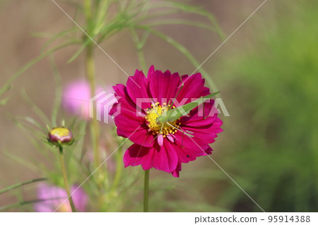 秋季櫻花的特寫鏡頭，稱為紅色凡爾賽宮，深紅色紫色花瓣，綠色 tsuyumushi 棲息 95914388
