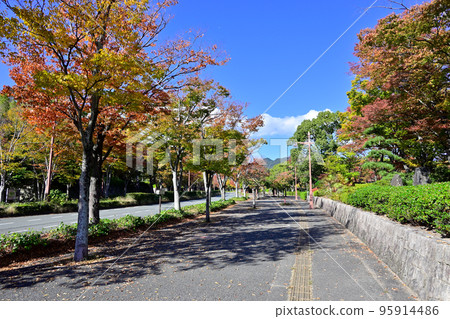 Street trees along Yamaguchi Park Road in autumn colors 95914486
