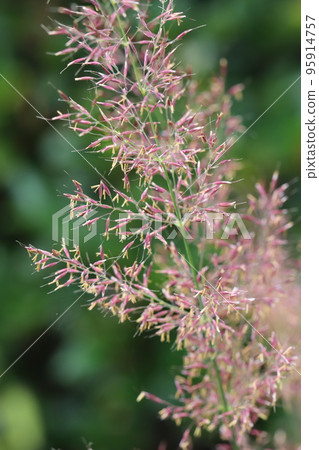 Nogariyasu Nogariyasu 95914757