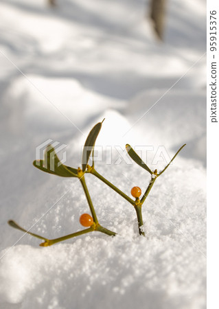 雪面上的槲寄生 雪面上的槲寄生 95915376