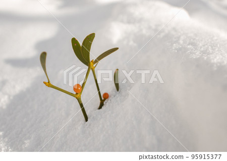 在槲寄生雪地中照亮 95915377