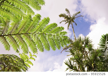 Okinawa cloudy sky and Hego tree Okinawa cloudy sky and Hego tree 95915526