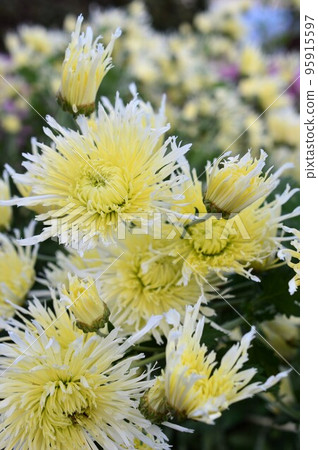 Edible chrysanthemum (Shokuyougiku) white yellow Edible chrysanthemum (Shokuyougiku) white yellow 95915597