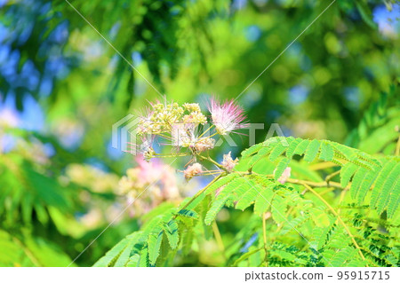 Nemnoki花 Nemnoki花 95915715