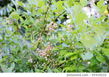 Blueberry fruit Blueberry fruit 95916010