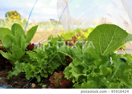 Cultivation of mixed lettuce Cultivation of mixed lettuce 95916424