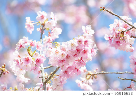 河津櫻花 95916658
