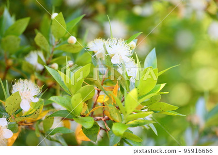 Fir flower 95916666