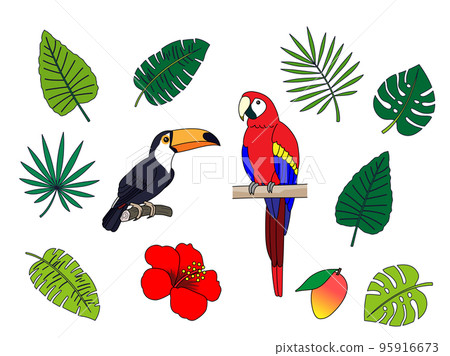 可愛的熱帶野生鳥類插圖集 可愛的熱帶野生鳥類插圖集 95916673