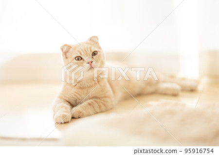 一隻貓躺在明亮的房間裡 一隻貓躺在明亮的房間裡 95916754