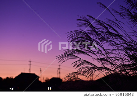 秋天的形象。潘帕斯草和日落。 95916848