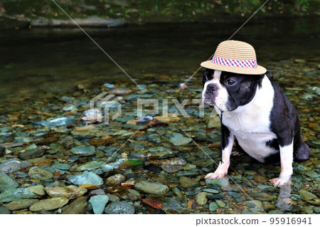 Boston terrier with a straw hat staring at the valley from the shallow waters of the Toki River in Tokigawa Town, a popular spot for playing in the river♡Mighty-kun♡ 95916941