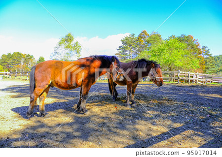2 Kisoma horses 2 Kisoma horses 95917014