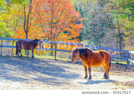 Autumn leaves and Kiso horse Autumn leaves and Kiso horse 95917017