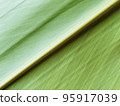A close-up of the fibrous leaves of shell ginger 95917039