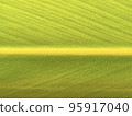 A close-up of the fibrous leaves of shell ginger 95917040
