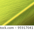 A close-up of the fibrous leaves of shell ginger 95917041