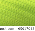 A close-up of the fibrous leaves of shell ginger 95917042