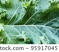 Fresh kale leaves close-up 95917045