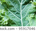 Fresh kale leaves close-up 95917046