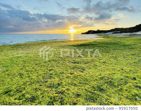 Spring beach with seaweed and orange sunrise Spring beach with seaweed and orange sunrise 95917050