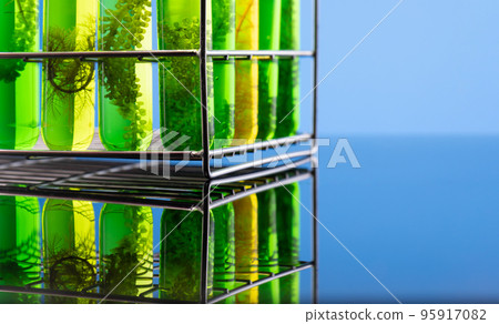 Algae fuel biofuel industry lab researching for alternative to fossil algae fuel or algal biofuel. Algae fuel biofuel industry lab researching for alternative to fossil algae fuel or algal biofuel. 95917082