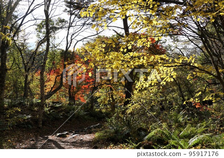 五色沼自然步道/紅葉紅葉（八木沼附近） 95917176