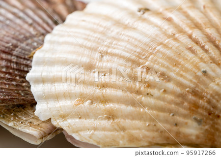 Close-up of a scallop shell. 95917266