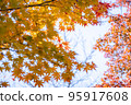 Graduation of autumn leaves 95917608