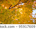 Maple leaves turning yellow 95917609