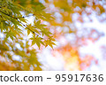 Maple leaves with yellow leaves that are transparent in the autumn light 95917636
