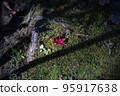 Red maple leaves on rock moss 95917638