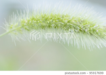 Green foxtail with morning dew droops ears Green foxtail with morning dew droops ears 95917699