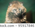 Dazzling and sleepy tanuki sunbathing 95917846