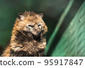 Sleepy raccoon in the zoo 95917847