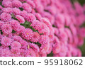 pink mini chrysanthemum 95918062