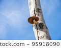 Mushrooms that grow by cutting a beech tree 95918090