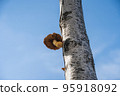 beech and mushroom 95918092