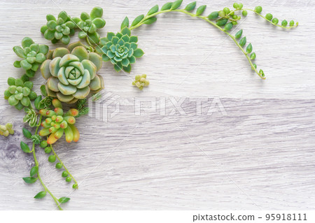 多汁的綠色框架 95918111