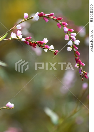 The buds have turned dark pink, and the pale cherry blossoms are blooming in the sunlight. 95918190