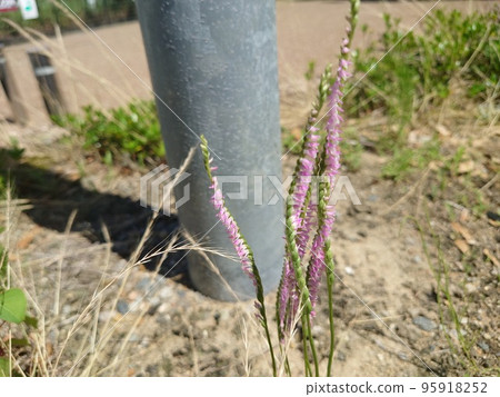 Screw banner (Mozzzli) 95918252