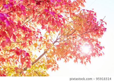 紅楓葉 95918314